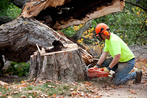 Best Tree Clearing Services  in Eudora, KS